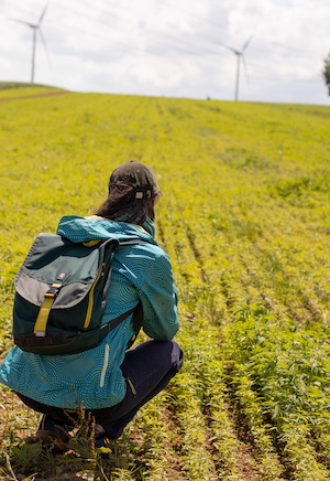 un champ de chanvre textile en normandie