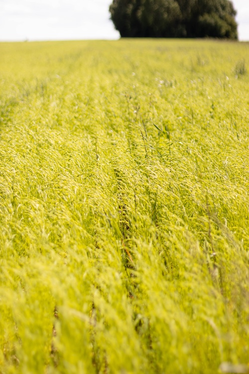 Un champ de lin bio avec quelques mauvaises herbes, symbole d'une biodiversité riche !